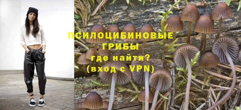 сколько стоит  KRAKEN ссылка  Псилоцибиновые грибы MAGIC MUSHROOMS  Ершов 